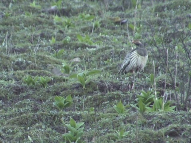 Tibetan Snowcock - ML201548821