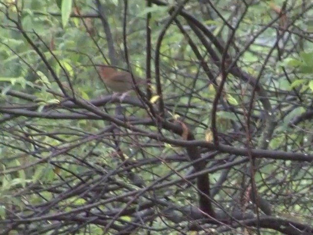 Slaty Bunting - ML201548941