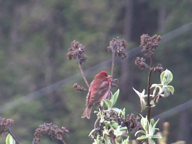 Common Rosefinch - ML201548961