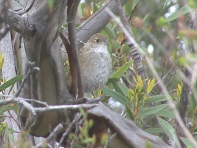 Eastern Bristlebird - ML201549011