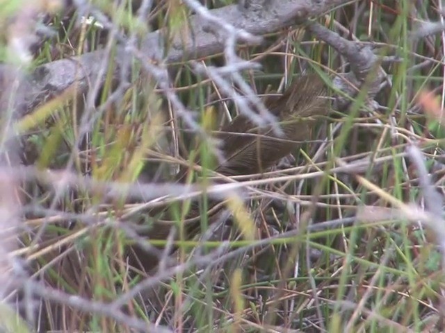 Eastern Bristlebird - ML201549021