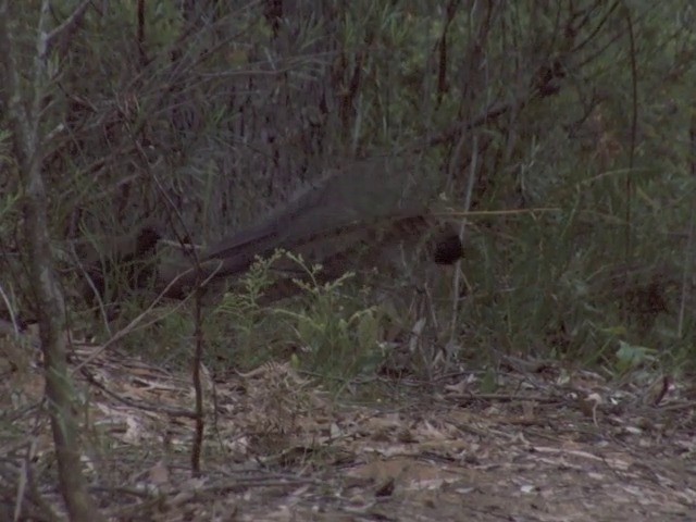 Superb Lyrebird - ML201549071