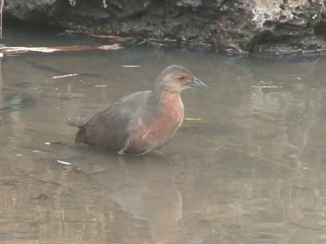 Band-bellied Crake - ML201549101