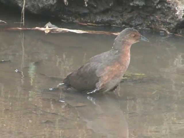 Band-bellied Crake - ML201549111