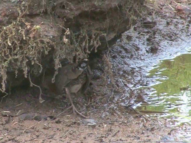 Band-bellied Crake - ML201549141