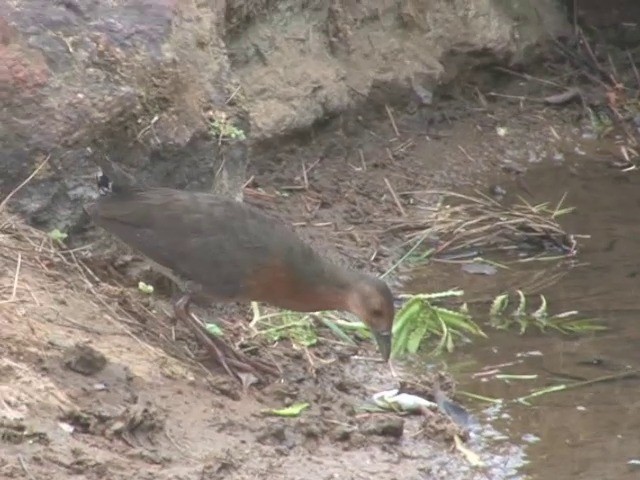 Band-bellied Crake - ML201549151