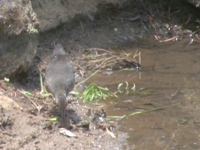 Band-bellied Crake - ML201549181