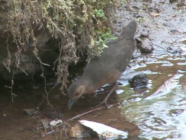 Band-bellied Crake - ML201549191