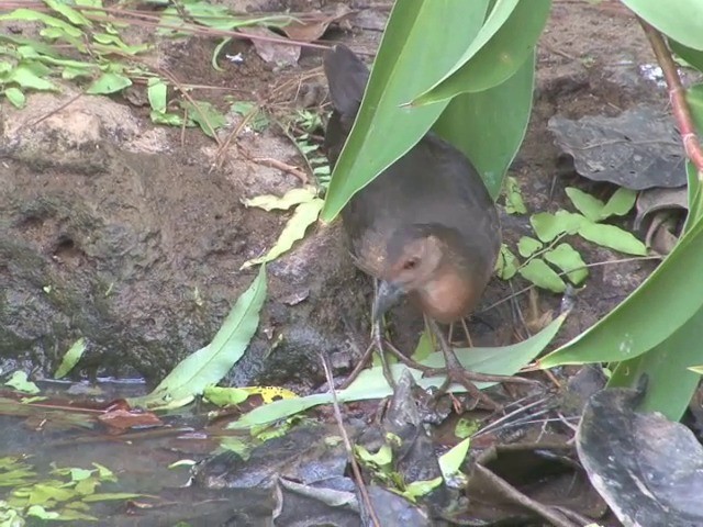 Band-bellied Crake - ML201549201