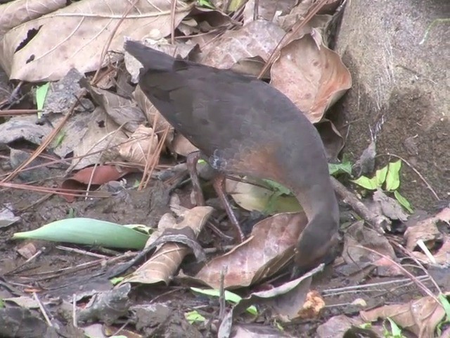 Band-bellied Crake - ML201549211