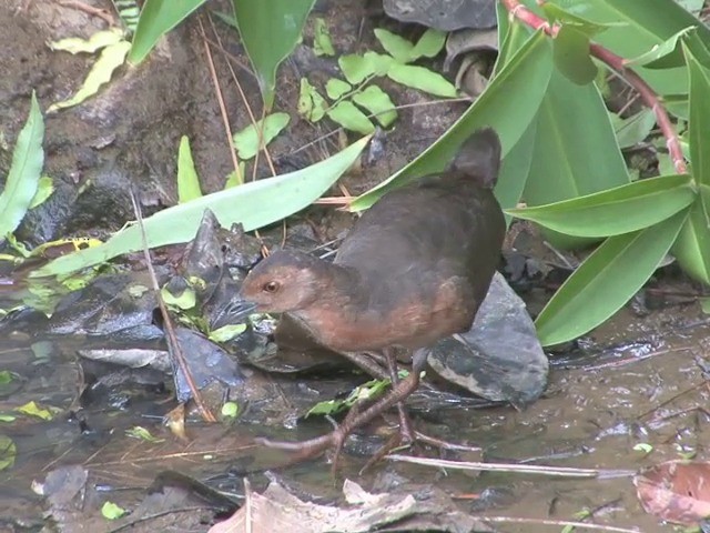 Band-bellied Crake - ML201549221