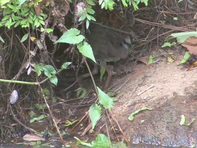 Band-bellied Crake - ML201549231