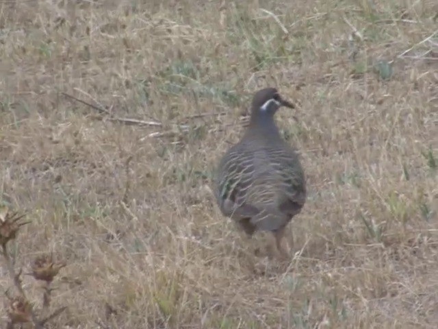 Common Bronzewing - ML201549331