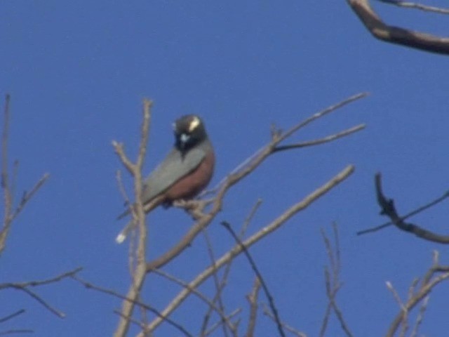 White-browed Woodswallow - ML201549351