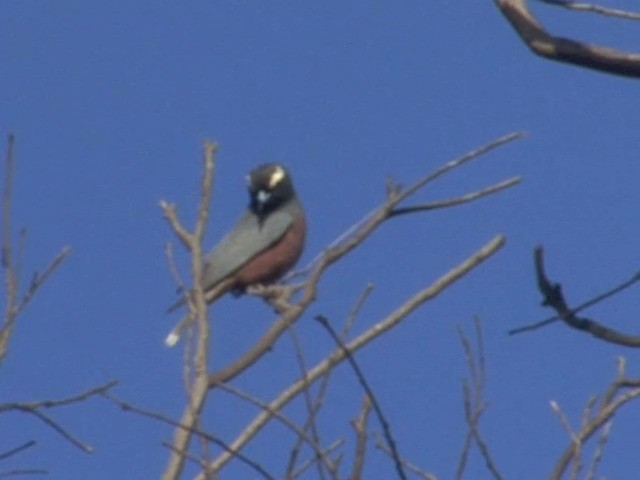 White-browed Woodswallow - ML201549351