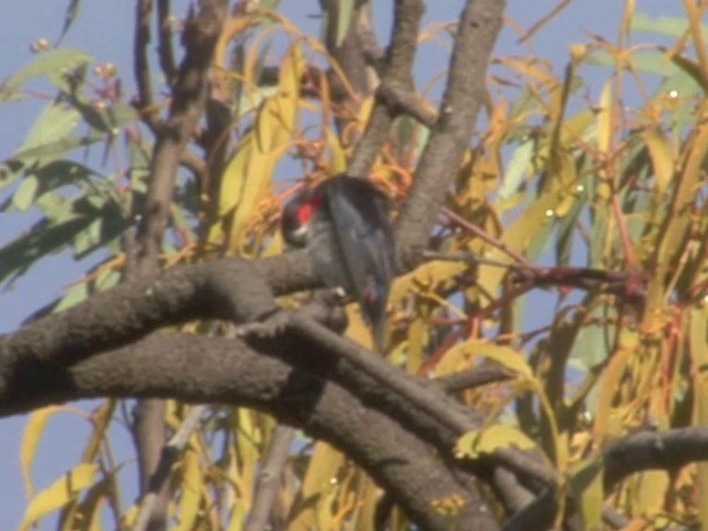 Mistletoebird - ML201549361