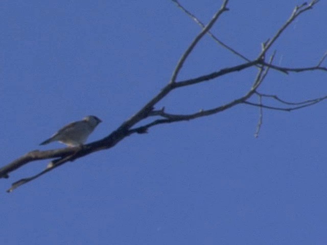 Plum-headed Finch - ML201549371