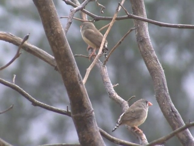 Zebra Finch (Australian) - ML201549381