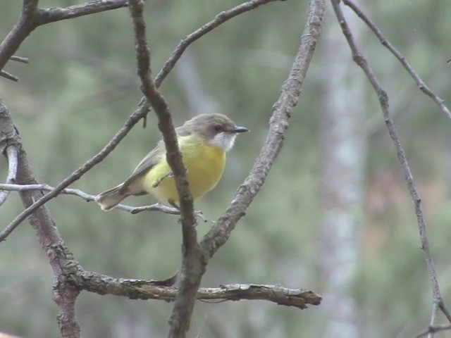 White-throated Gerygone - ML201549451