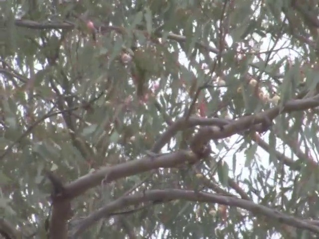 gulduskhonningeter (melanops/meltoni) - ML201549461