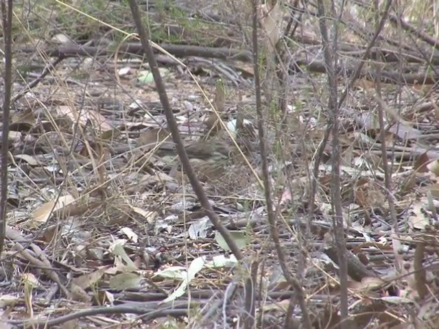 Speckled Warbler - ML201549481