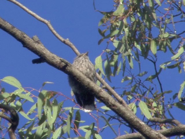 Dusky Woodswallow - ML201549491