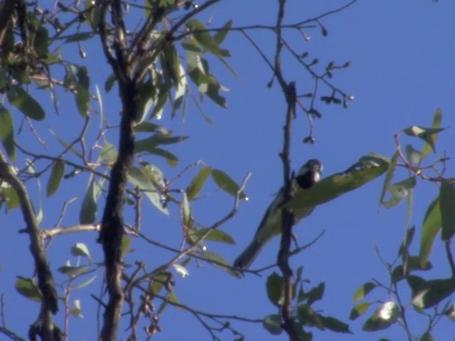 Eastern Shrike-tit - ML201549501