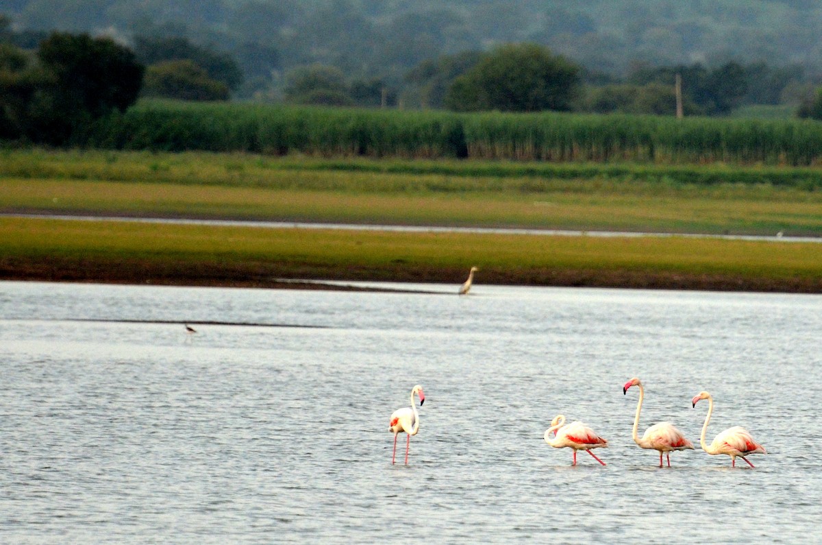 Greater Flamingo - ML20154961