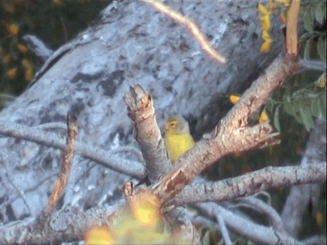 Corsican Finch - ML201549761