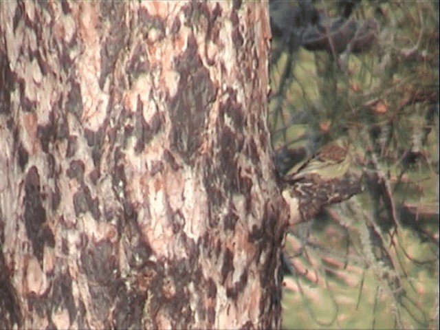 Corsican Finch - ML201549771