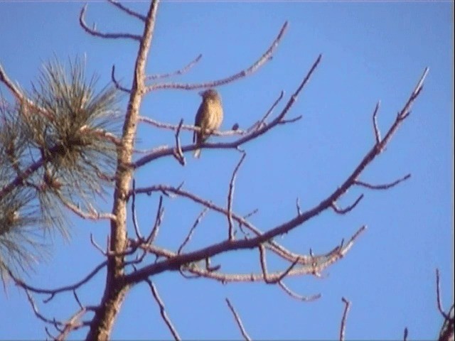 Шишкар ялиновий (підвид corsicana) - ML201549801