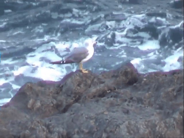 Хар сүүлт цахлай - ML201549871