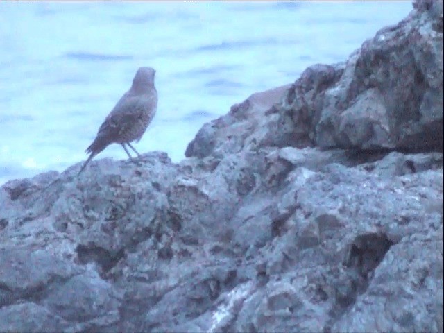 Blue Rock-Thrush (philippensis) - ML201549901