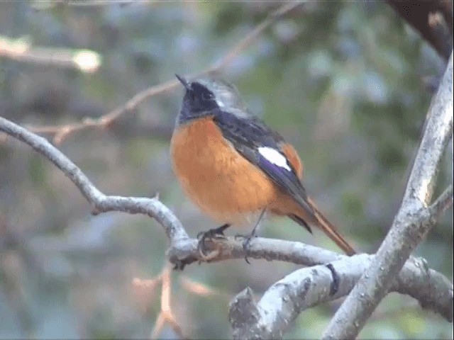 Daurian Redstart - ML201549961