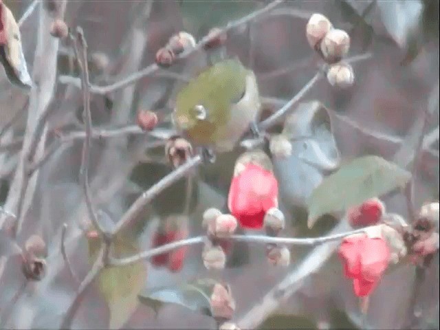 Warbling White-eye - ML201550021