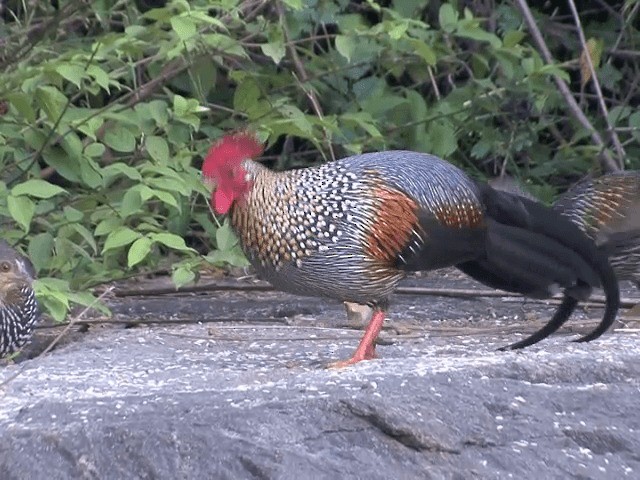 Gray Junglefowl - ML201550071