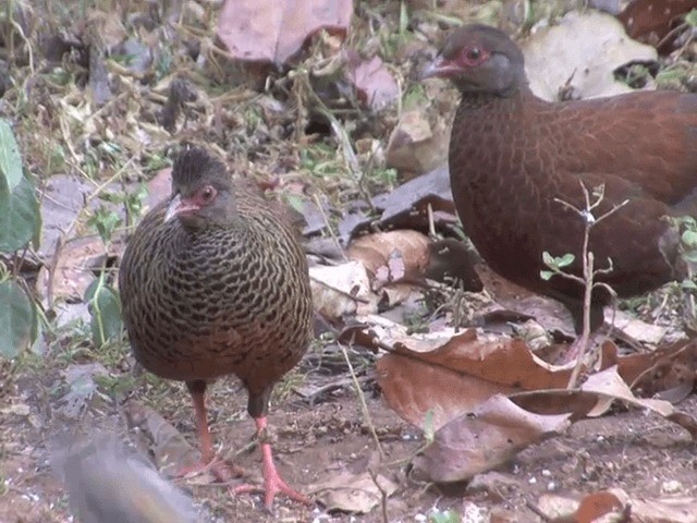 Red Spurfowl - ML201550081