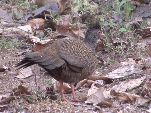 アカケズメシャコ - ML201550091