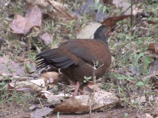 アカケズメシャコ - ML201550101