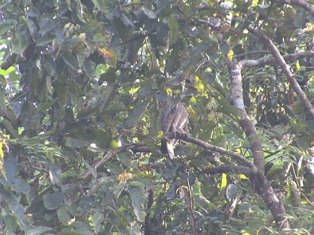 Cárabo Ocelado - ML201550111