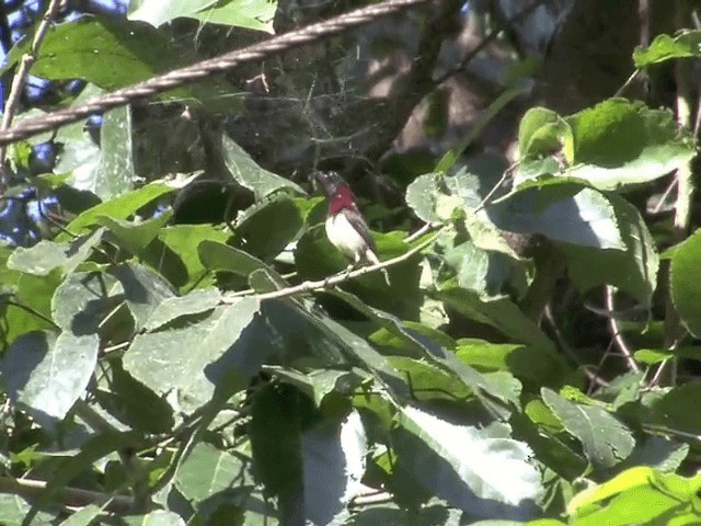 Crimson-backed Sunbird - ML201550131