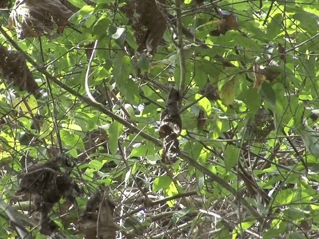 Mosquitero del Cáucaso - ML201550151