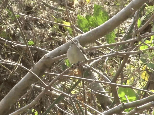 Nilgiri Flowerpecker - ML201550201