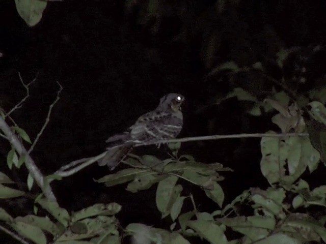 Jerdon's Nightjar - ML201550221