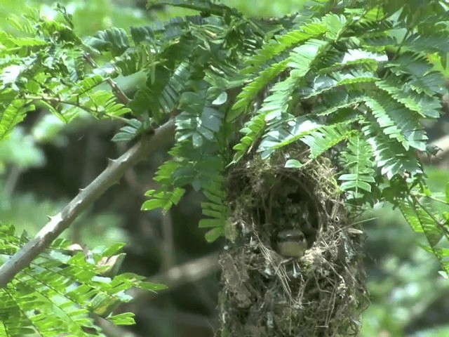 Crimson-backed Sunbird - ML201550301