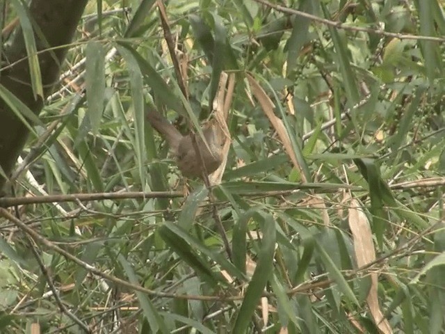 Jungle Babbler (Jungle) - ML201550311