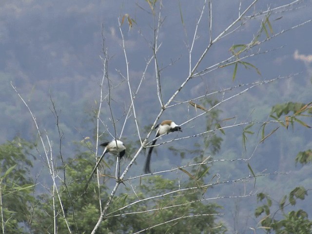 White-bellied Treepie - ML201550321