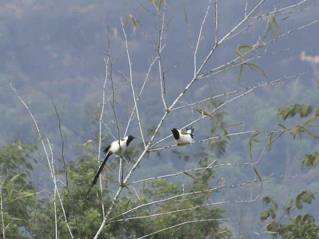 White-bellied Treepie - ML201550331