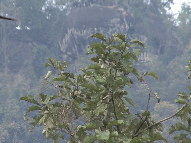 White-bellied Treepie - ML201550341