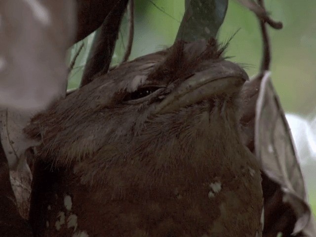 Sri Lanka Frogmouth - ML201550391